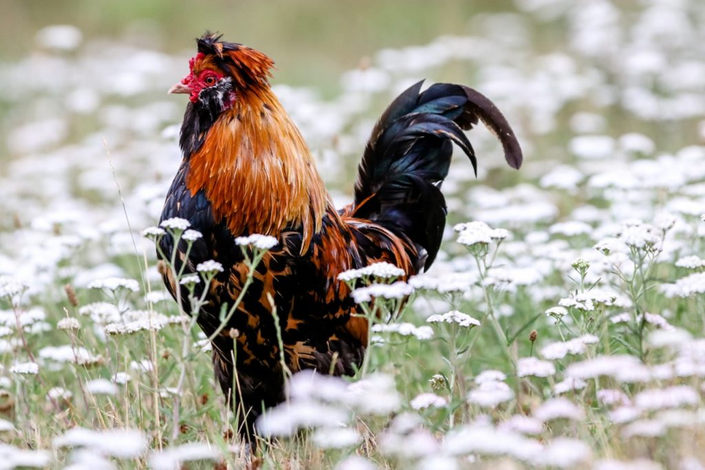 Permainan Judi Sabung Ayam