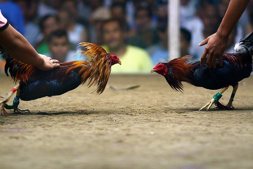 Sabung Ayam dan Makanannya