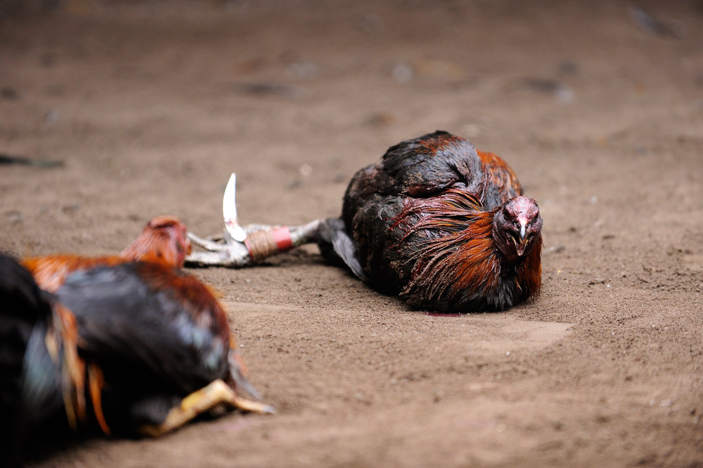 S1288 Situs Sabung Ayam Terpercaya