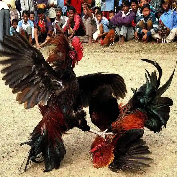 Mengapa Banyak Pecinta Sabung Ayam Beralih ke S128S