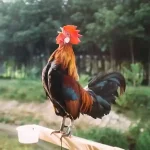 Mengungkap Strategi Profesional dalam Memilih Wala atau Meron